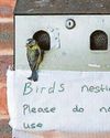 Blue tits set up home in ashtray outside village hall6