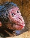Three endangered macaques born at sanctuary0