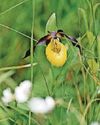 Rare wild orchid seen in UK for first time in 100 years6
