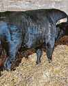 Animal sanctuary gives runaway abattoir bull a home1