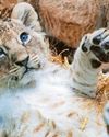 CUTE AND CUB-LY6