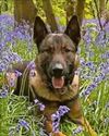 Pawsome trio sniff out 6 suspects in 24 hours2