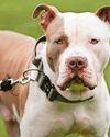 Officers ‘at risk’ from abandoned XL bullies Officers ‘at risk’ from abandoned XL bullies6