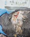 Owner jailed after leaving dog's injury untreated Owner jailed after leaving dog's injury untreated8