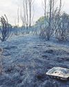 Disposable BBQ blaze terrifies park visitors5