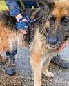 Pet ban for owner who 'didn't notice' tumour7