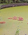 Lives could be at risk with lifebuoys thrown into lake2