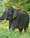 Animal poo could hold key to treating superbugs say scientists1
