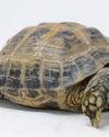 Stolen tortoise Tonks is returned safe and sound3