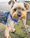 Woman in desperate plea to dog snatcher1