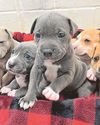 DUMPED... newborn pups rescued from bin1
