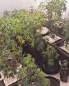Police find cannabis farm8