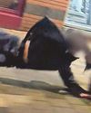 Suspect flies into post in Broad St footchase11