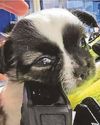 Woman arrested as stolen puppy found under clothes2