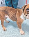 Search for owner of skeletal dog handed to stranger outside store7