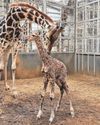 It's a tall order for giraffe mum Arusha1