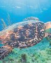 Montserrat joins ‘blue belt’ ocean conservation scheme Montserrat joins ‘blue belt’ ocean conservation scheme25