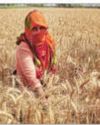 Govt permits wheat export to Nepal