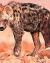 A vanished carnivore turns up in Egypt, only to be killed