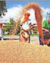 Record 115 MT wheat output seen