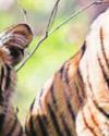 छह माह में 107 बाघों की मौत हुई, यह पांच वर्षों के दौरान सर्वाधिक1