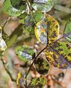 How to treat blackspot on roses66