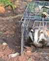 Vaccinations for bTB soar in bid to end badger culls11