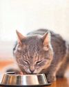 Cat's thyroid is overactive42