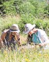 Three thousand acres of meadows blooming in Devon15