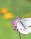 Join butterfly count in 'rescue mission' for declining insects14