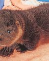 Lost otter cub found snoring with the flamingos17