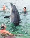 Playful dolphin pops up to say hello as family take dip in sea5
