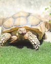 Tortoise tale makes my latest Scilly story29