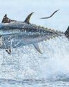 Bluefin catching contest ignores calls to cancel Bluefin catching contest ignores calls to cancel10