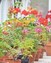 Expert advice Gardening jobs for October68