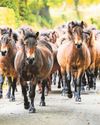 Annual round up of wild-roaming Exmoor ponies4