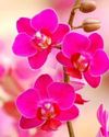 Orchids bring joy to winter Orchids bring joy to winter56
