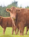 Government facing renewed calls to rethink ‘family farm tax’ Government facing renewed calls to rethink ‘family farm tax’4