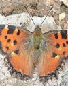 Sightings suggest a comeback for butterfly16