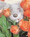 Change of heart after tulipmania struck29