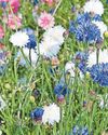 Fast flowers for summer67