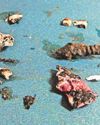 Composting can be a minefield39
