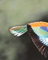 Eden Project hosts display of superb images of wildlife21
