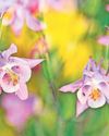 Plants to help with hay fever Plants to help with hay fever55