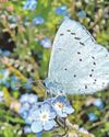 Which butterfly wins your vote as favourite? Which butterfly wins your vote as favourite?3