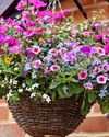 Baskets bring some serious kerb appeal Baskets bring some serious kerb appeal43