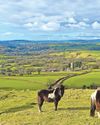 Call for action to save semi-wild hill ponies13