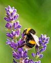 Plants that can stand the heat48