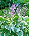 Why hostas receive a royal seal of approval Why hostas receive a royal seal of approval51