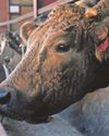 MP welcomes strategy to eradicate bovine TB MP welcomes strategy to eradicate bovine TB6